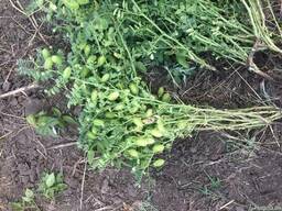 Семена нута Зехавит, Азкан.