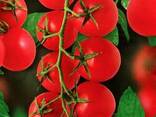 Семена овощей и цветов ОПТом ТМ"Май" от 0,60 грн - фото 4