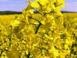 Семена канадского гибрида рапса Surrey