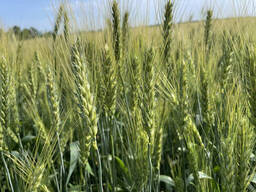 Семена озимой пшеницы Белинда (элита) (реализуем от 1т)