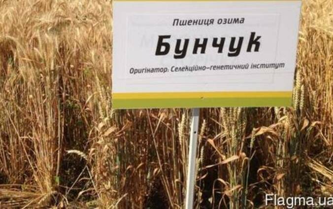 Семена озимой пшеницы Бунчук
