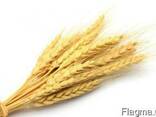Семена озимой пшеницы Подолянка - фото 1