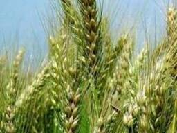 Семена озимой пшеницы Запашна