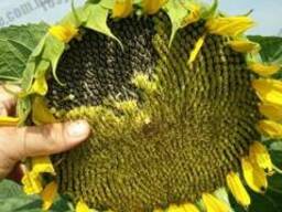 Семена подсолнечинка НСХ 7634