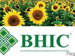 Семена Спельта Зоря Украины (озимая, безостая) ВНИС