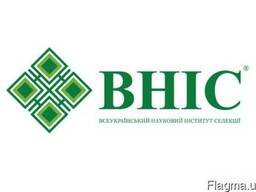 Семена подсолнечника "Сонячний Настрій" ВНІС (под Гранстар)