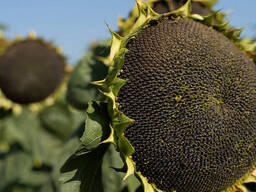 Семена Подсолнечника ЕС Ароматик СУ