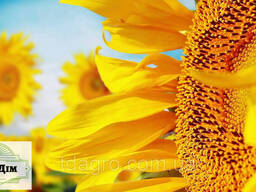 Семена подсолнечника Евро, экстра, под евролайтинг