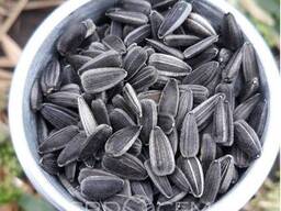 Семена подсолнечника гибрид НС Аякс (премиум вид 9 кг) (2022 год), ТМ "Евросем", Сербия