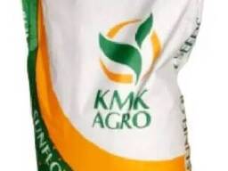 Семена подсолнечника гибрид Аседо (екстра +) 2025 год