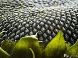 Семена подсолнечника Масличный гибрид Элита, насіння соняшник