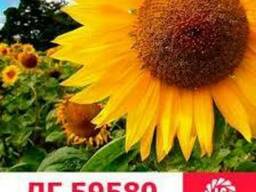 Семена подсолнечника ЛГ59580