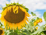 Семена подсолнечника Владимир - фото 1