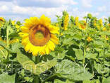 Семена подсолнечника Владимир - фото 2