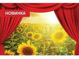 Семена подсолнечника Сингента НК Ададжио Syngenta NK Adagio - фото 2