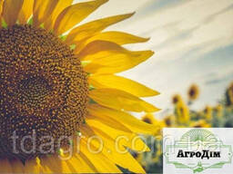 Семена подсолнечника Владимир