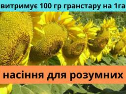 Семена подсолнечника АМ Патриот плюс