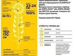 Семена подсолнуха гибрид НС X 7804 под евролайтнинг (стандарт), ТМ "Нертус Агро", Сербия