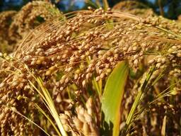 Семена просо