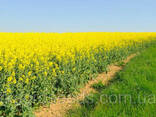 Семена рапса озимого гибрид Майбах (SU) (2023 год), ТМ "ВНИС", Украина - фото 3