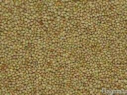 Семена различных трав многолетних, однолетних.