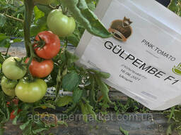 Семена розовый томат Гюльпембе F1 (Gulpembe F1) Супер ранний, Mrtohum Турция