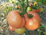 Семена розовый томат Milinda F1 ранний, Mrtohum Турция - фото 2
