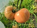 Семена розовый томат Milinda F1 ранний, Mrtohum Турция - фото 1