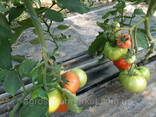 Семена розовый томат папилон F1 (Papilon F1) Супер ранний, Mrtohum Турция - фото 2