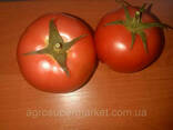 Семена розовый томат папилон F1 (Papilon F1) Супер ранний, Mrtohum Турция - фото 1