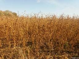 Насіння сої (семена сои) на посів Аполло