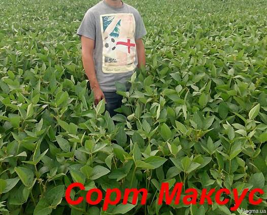 Семена сои Максус под раундап