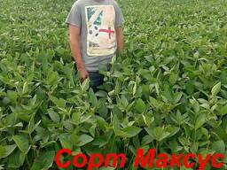 Семена сои Максус под раундап