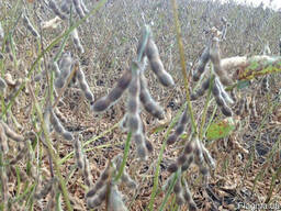 Семена сои под раундап