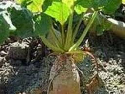 Кормовая свекла Центаур