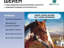 Семена свеклы сахарной "Шейен" Sesvanderhave (драже) 1кг