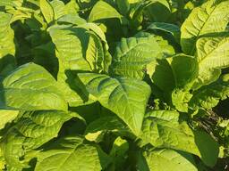 Семена табака