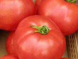 Семена томат Элегро F1. Семинис.
