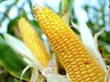 Семена трансгенной кукурузы новый гибрид насіння кукурудзи