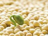 Семена трансгенной сои ГМО Abbi Канада