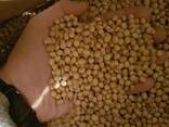 Семена трансгенной сои ГМО Abbi Канада - фото 5