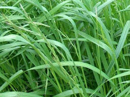 Суданка суданская трава семена от 1кг