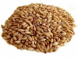 Семена ячмень Даллас