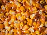 Товарна кукурудза - фото 1