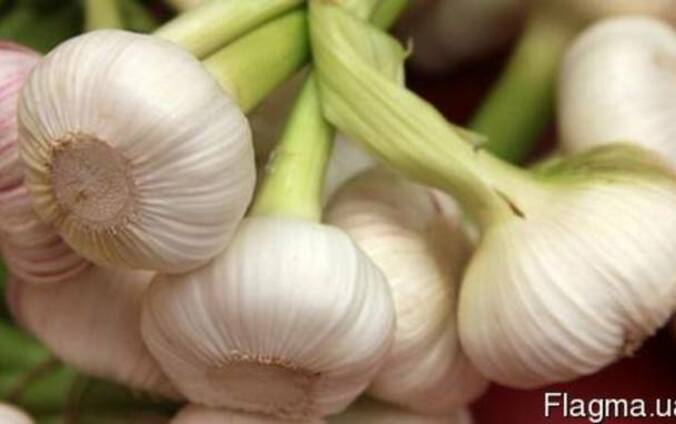 Семенной чеснок Харьковский Софиевский Монана Любаша Украина