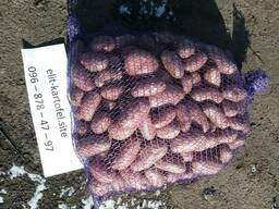 Семенной картофель Бела Роса, Шери, Монте Карло, Лабелла и д