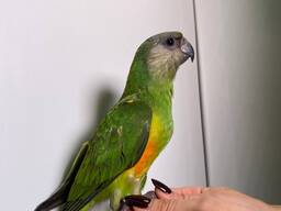 Сенегальский папугай, сенегалець, папужка сенегал