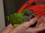 Сенегальский попугай, сенегал, ручні пташенята викормиші - фото 1