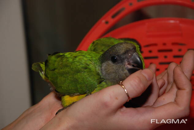 Сенегальский попугай, сенегал, ручні пташенята викормиші
