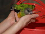 Сенегальский попугай, сенегал, ручні пташенята викормиші - фото 2